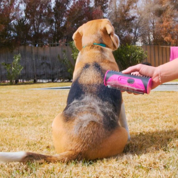 Brosse Magique Pour Animaux